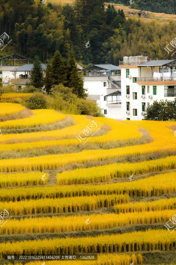 欧家梯田