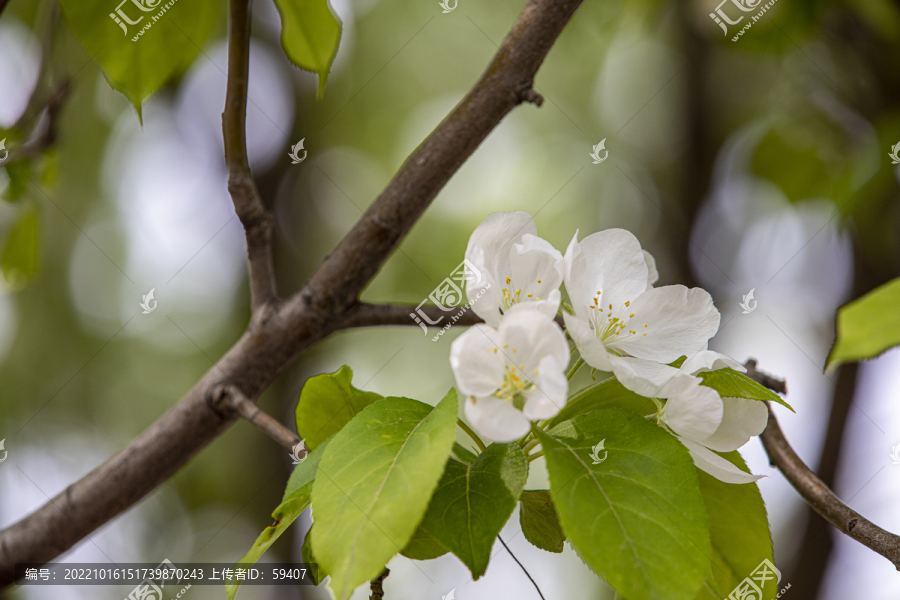 苹果花沙果花