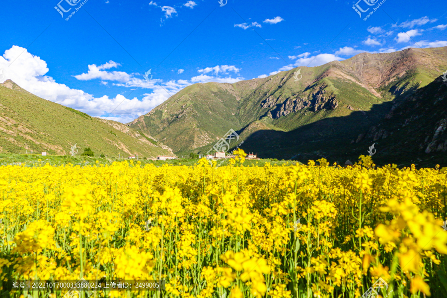 高原油菜花