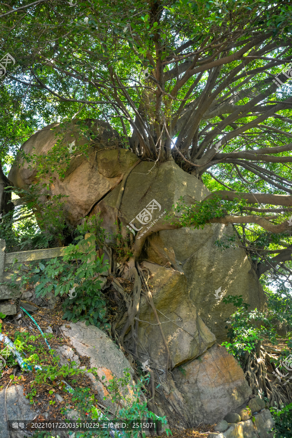 草庵古树