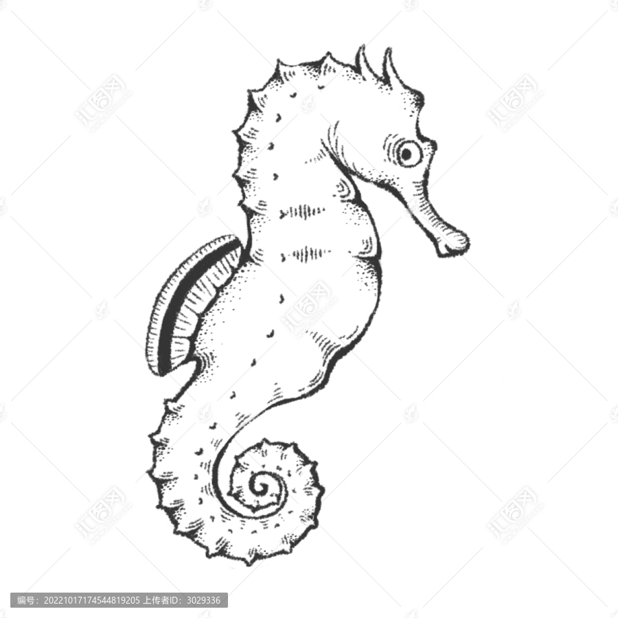 手繪海馬插畫(huà)