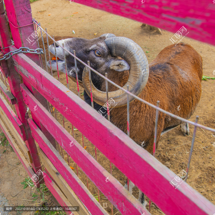 栏杆旁吃食的公盘羊