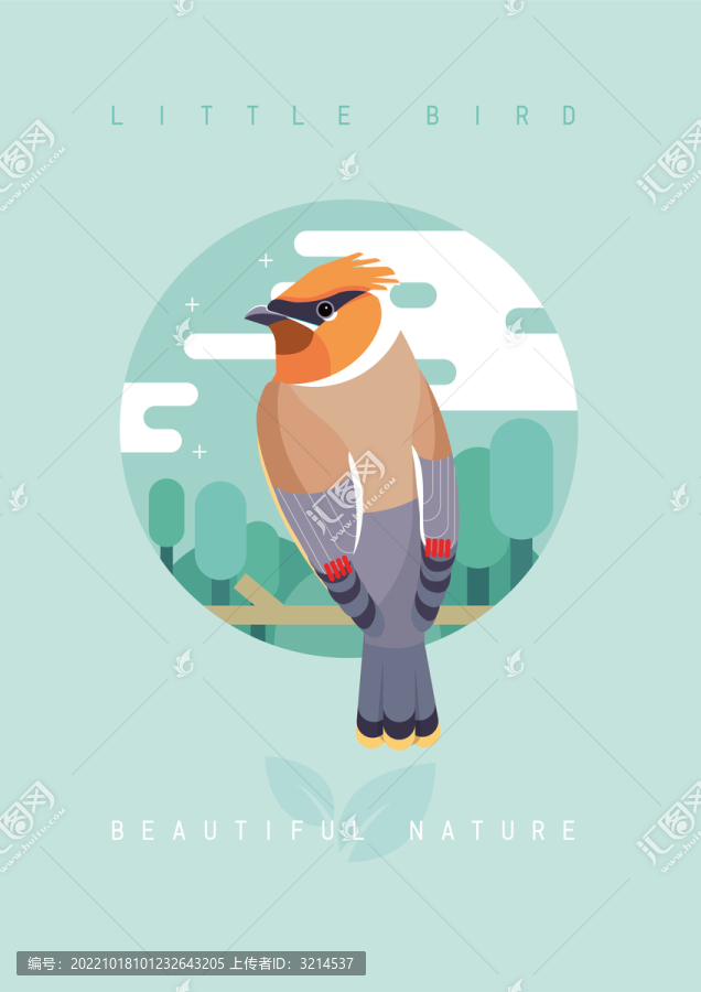 矢量鳥類插畫雪松太平鳥