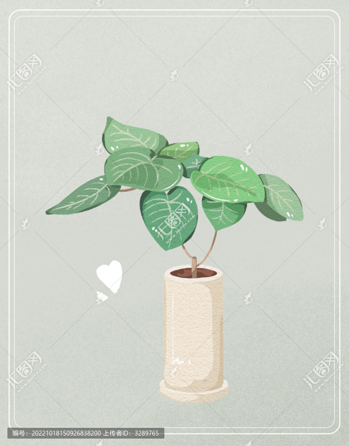 一盆植物