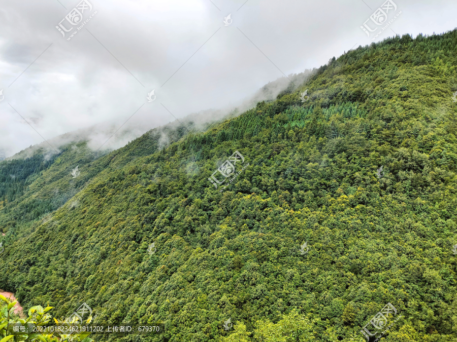 雨季森林植被