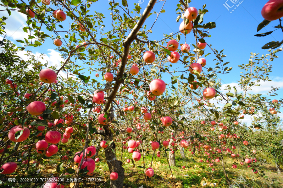 丰收的苹果园