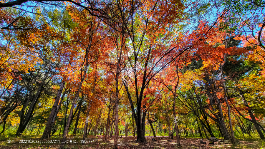 长春南湖公园秋季红叶景观