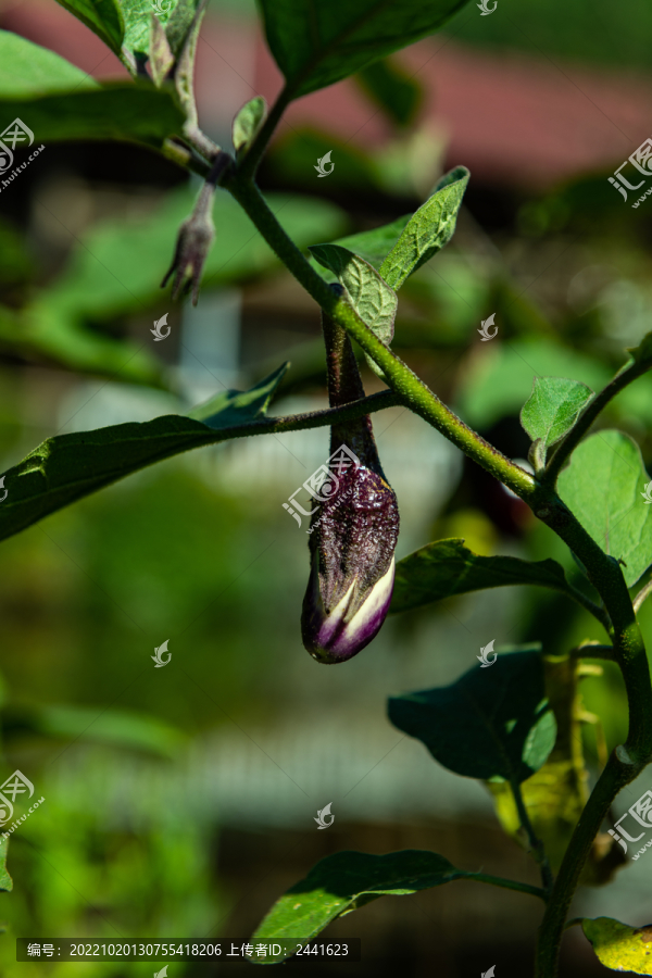 刚长出来的小茄子