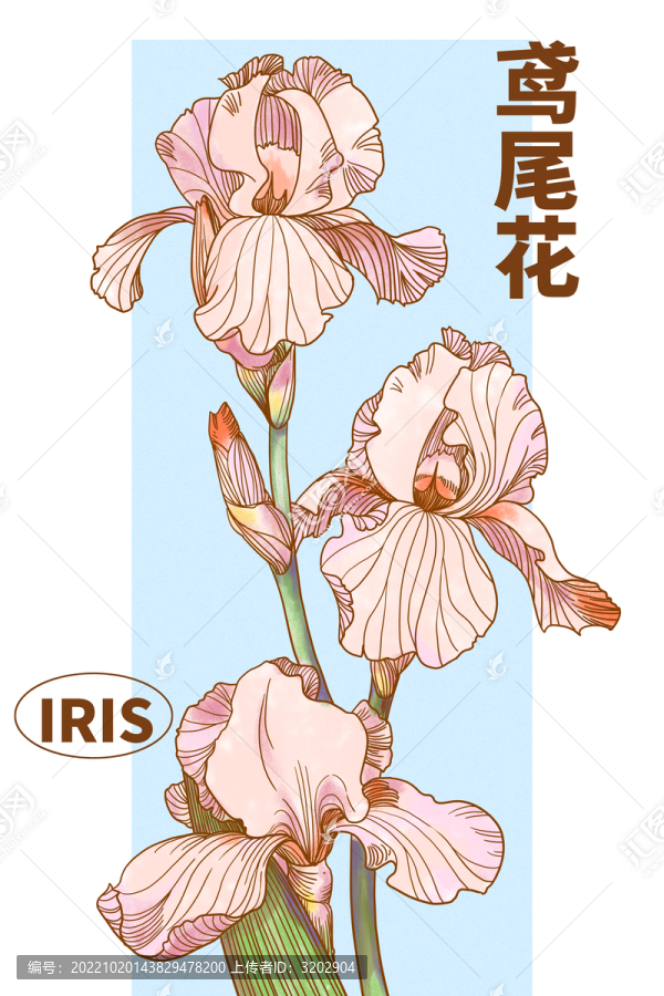 鳶尾花插畫