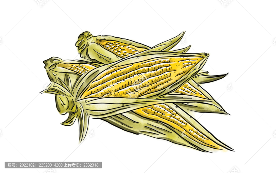 玉米棒苞米豐收手繪美食插畫(huà)