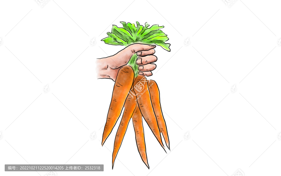 胡蘿卜手繪美食插畫