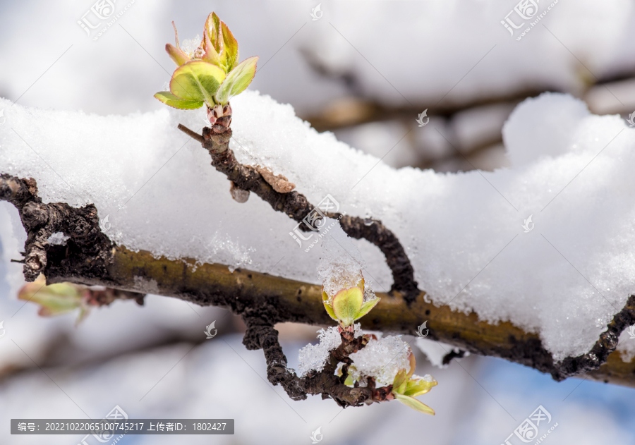 雪春融化海棠发芽