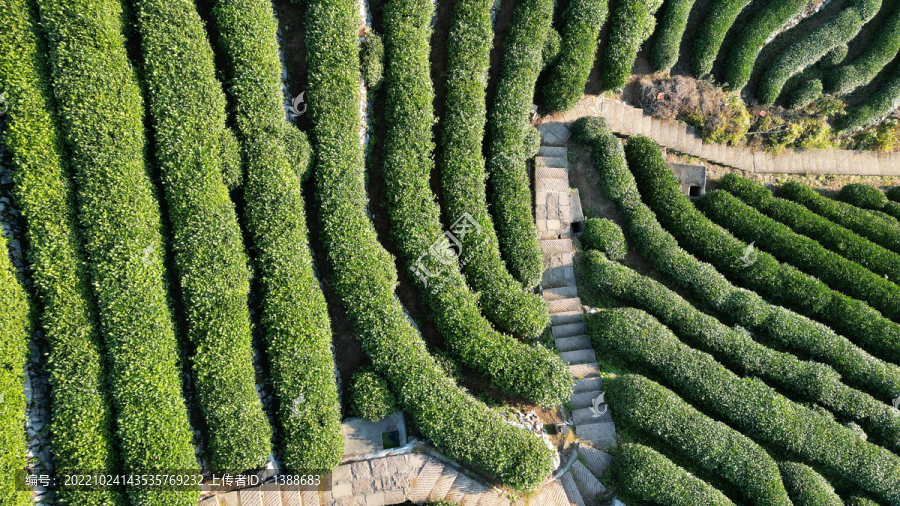 航拍龙井茶园