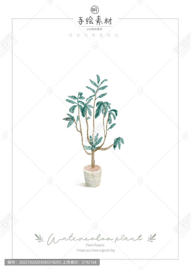 小清新手繪水彩印度榕盆栽