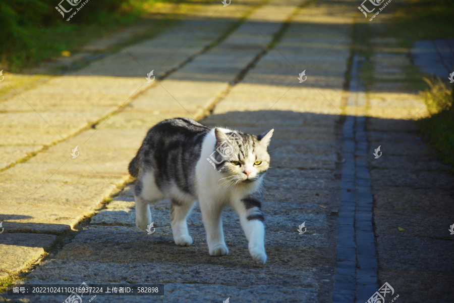 阳光与萌猫