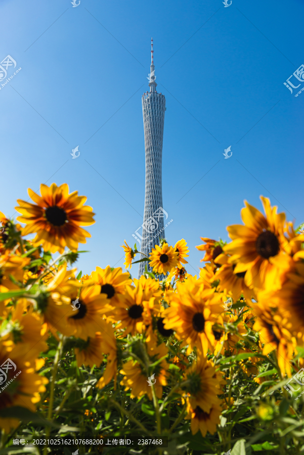 仰视广州塔与海心沙向日葵风景