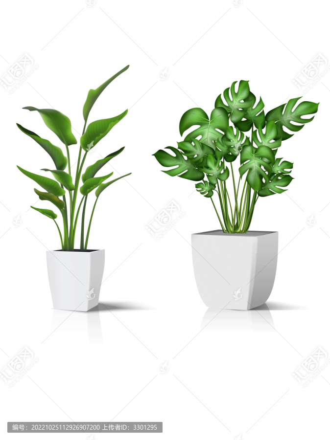 綠植熱帶植物