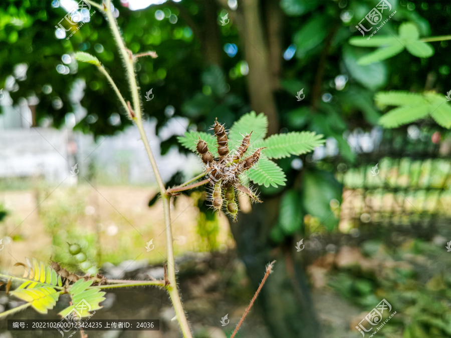 含羞草种子