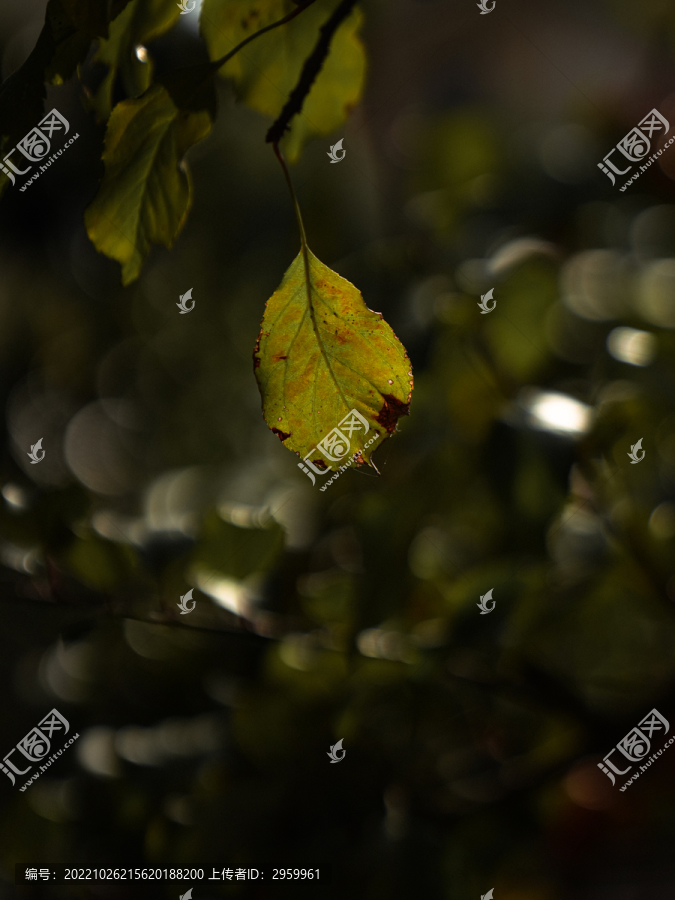 秋天的树叶