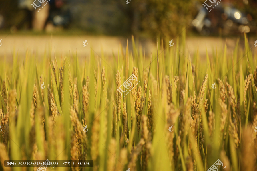 熟的水稻
