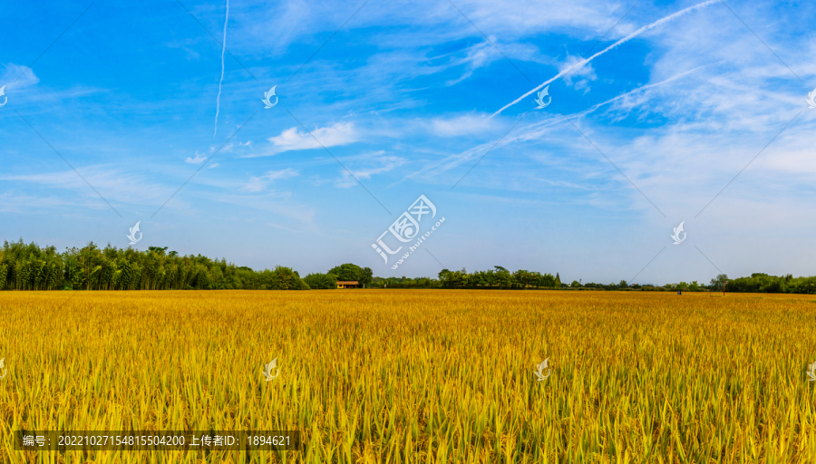 金黄色的稻谷高清全景图