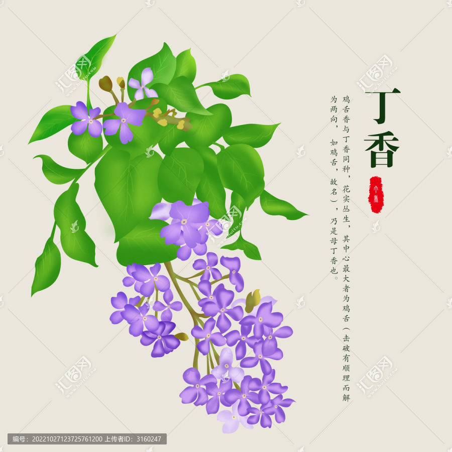 丁香畫(huà)