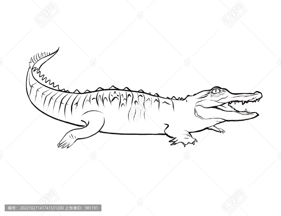 鱷魚線稿