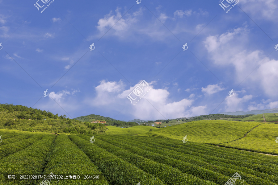 高山茶园生态茶园有机茶