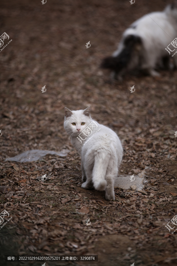 一只白色的可爱的流浪猫