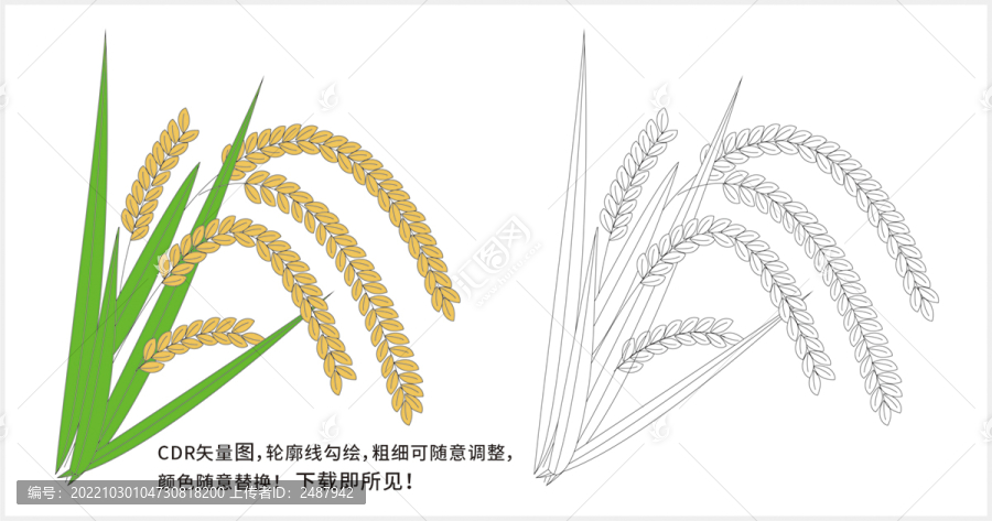 稻谷