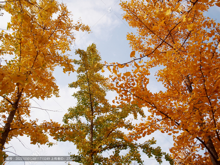 仰拍秋天的银杏树