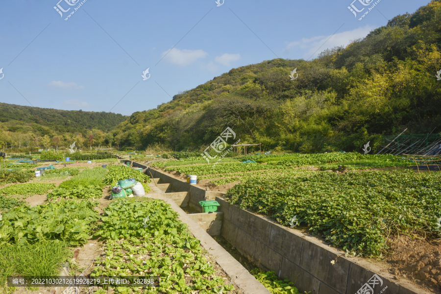 乡村菜地灌溉渠