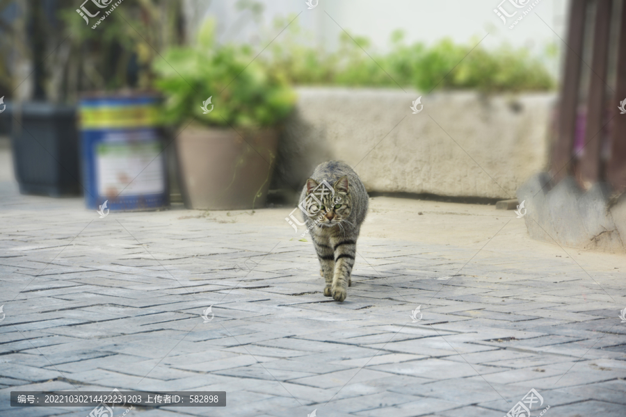 霸气的虎皮猫