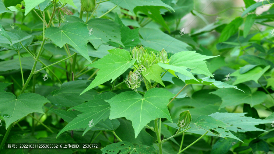 木芙蓉