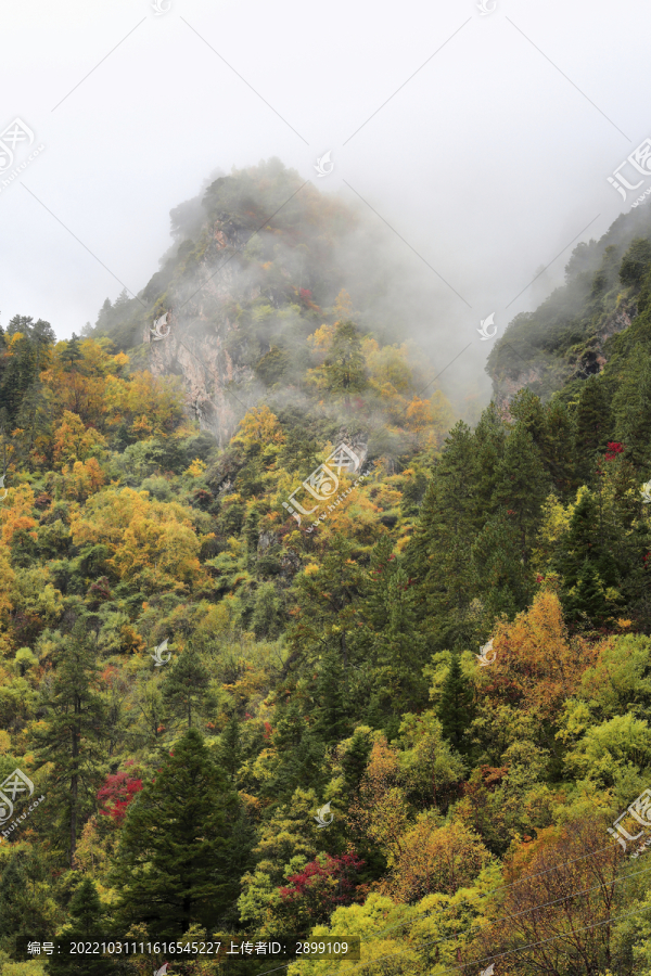 四川阿坝云雾缭绕树林秋色风景