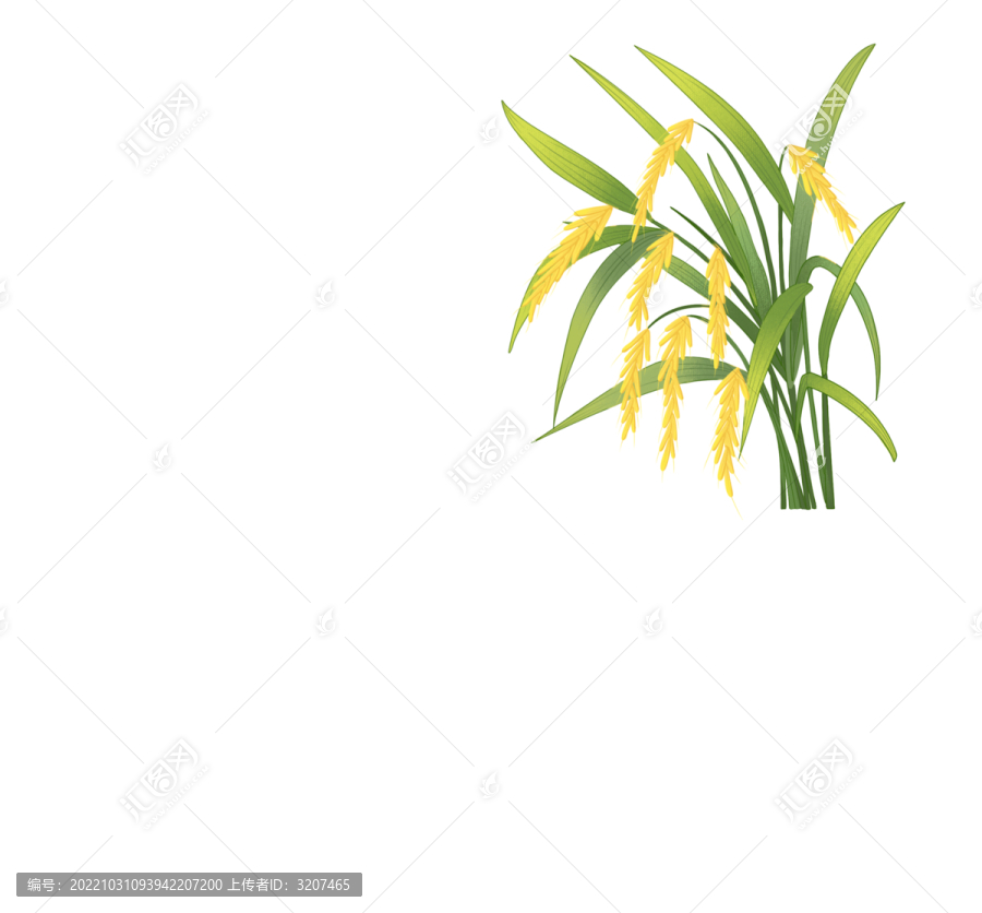 水稻插畫素材原創(chuàng)