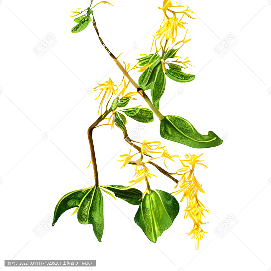 金銀花