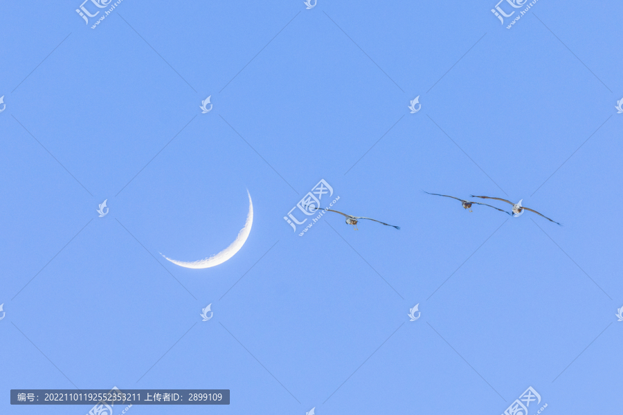 蓝天月亮黑颈鹤