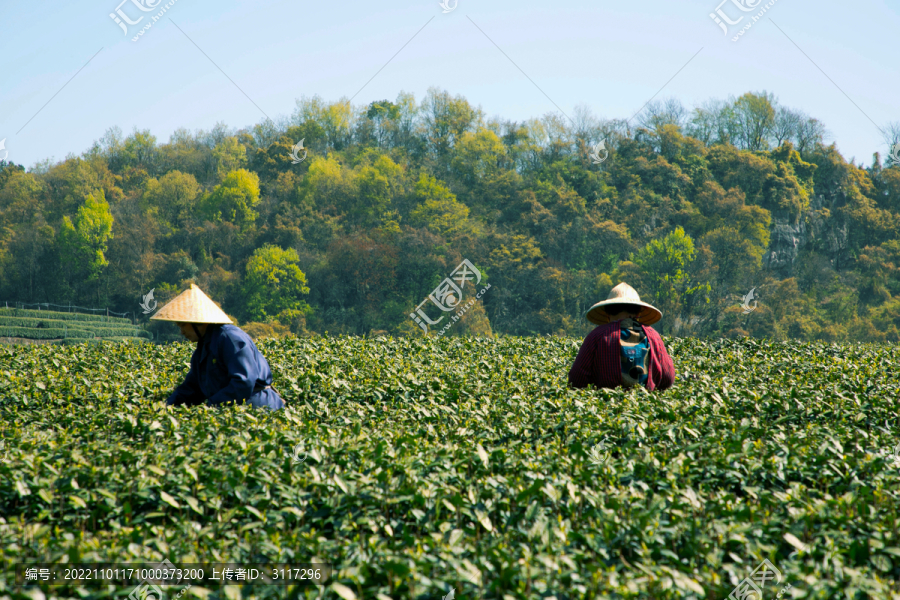 龙井茶园