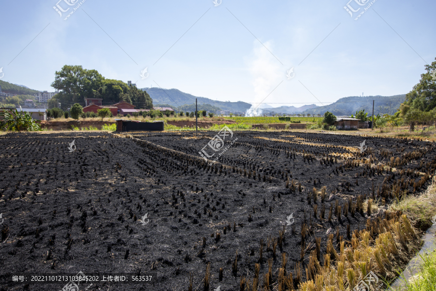 焚烧稻草的农田
