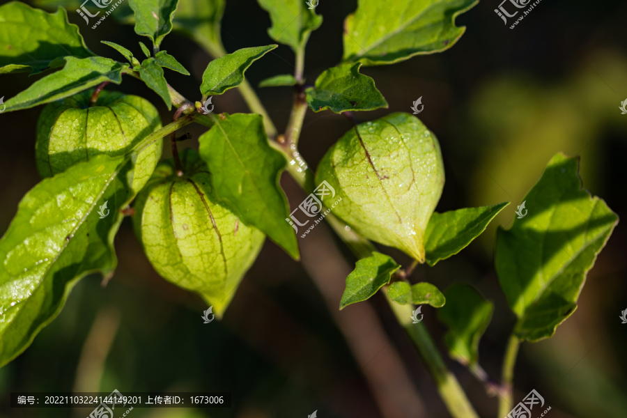 泡泡草