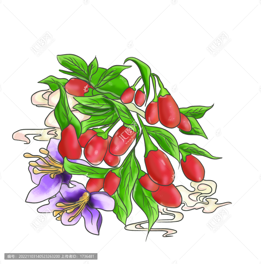 枸杞插畫