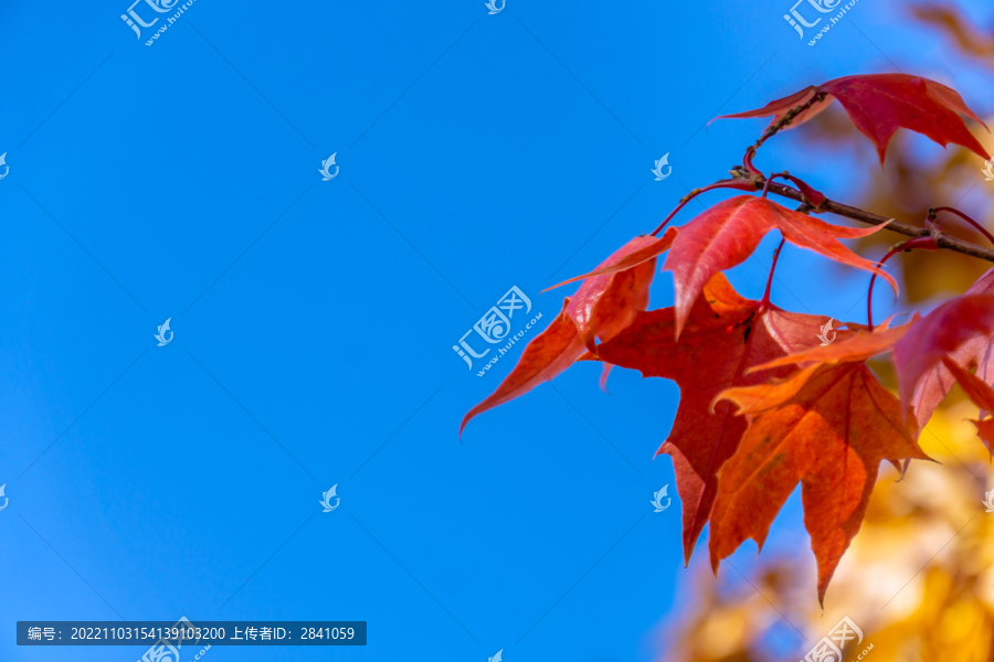 秋天蓝天下多彩的枫叶