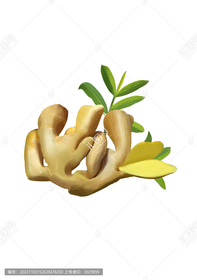 生姜插畫