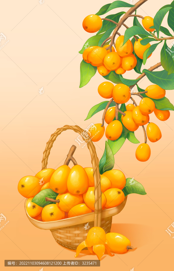 枇杷插畫