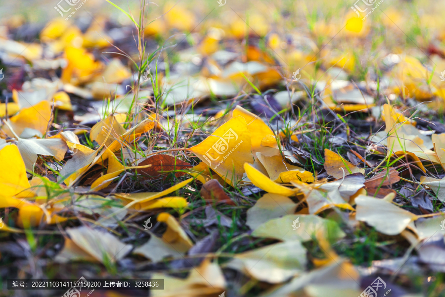 地上金黄色的银杏树叶特写落叶