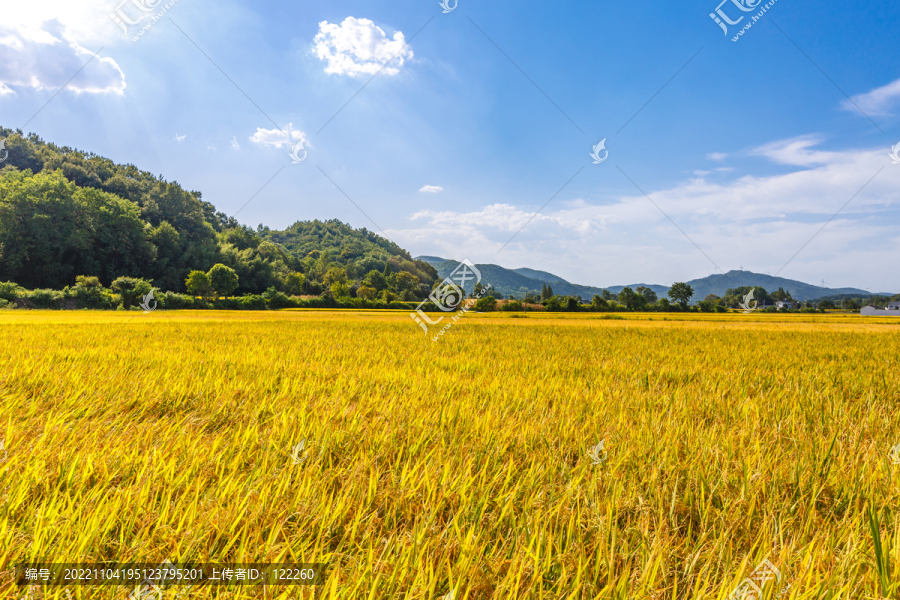 稻田