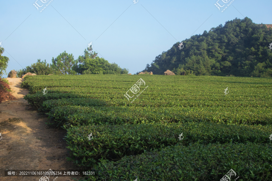 茶田自然风光