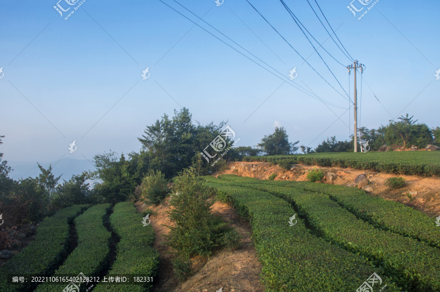 福建高山茶园