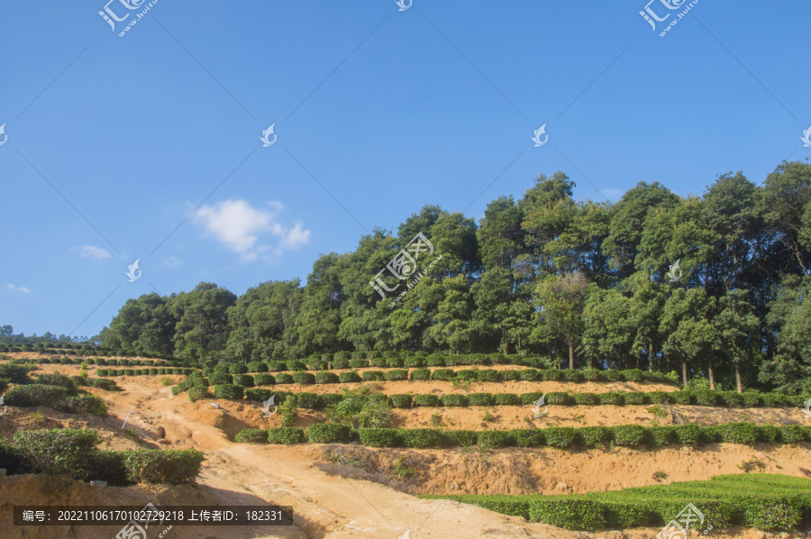 罗山林场山林茶园